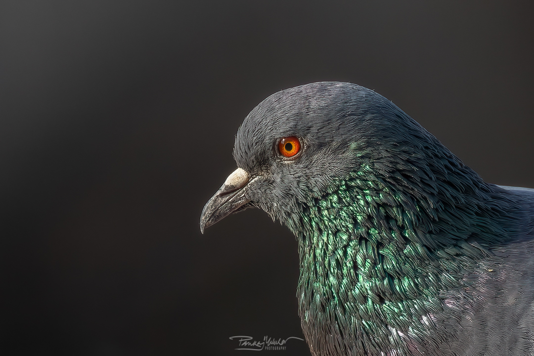 Rock Pigeon